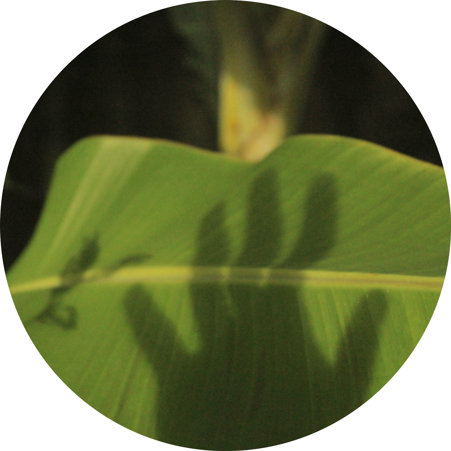 Microdosing: Is It for Me?