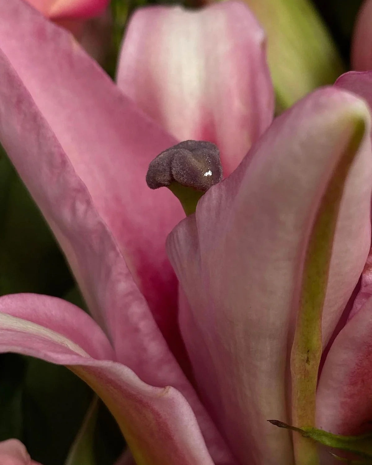 Menopause & Microdosing