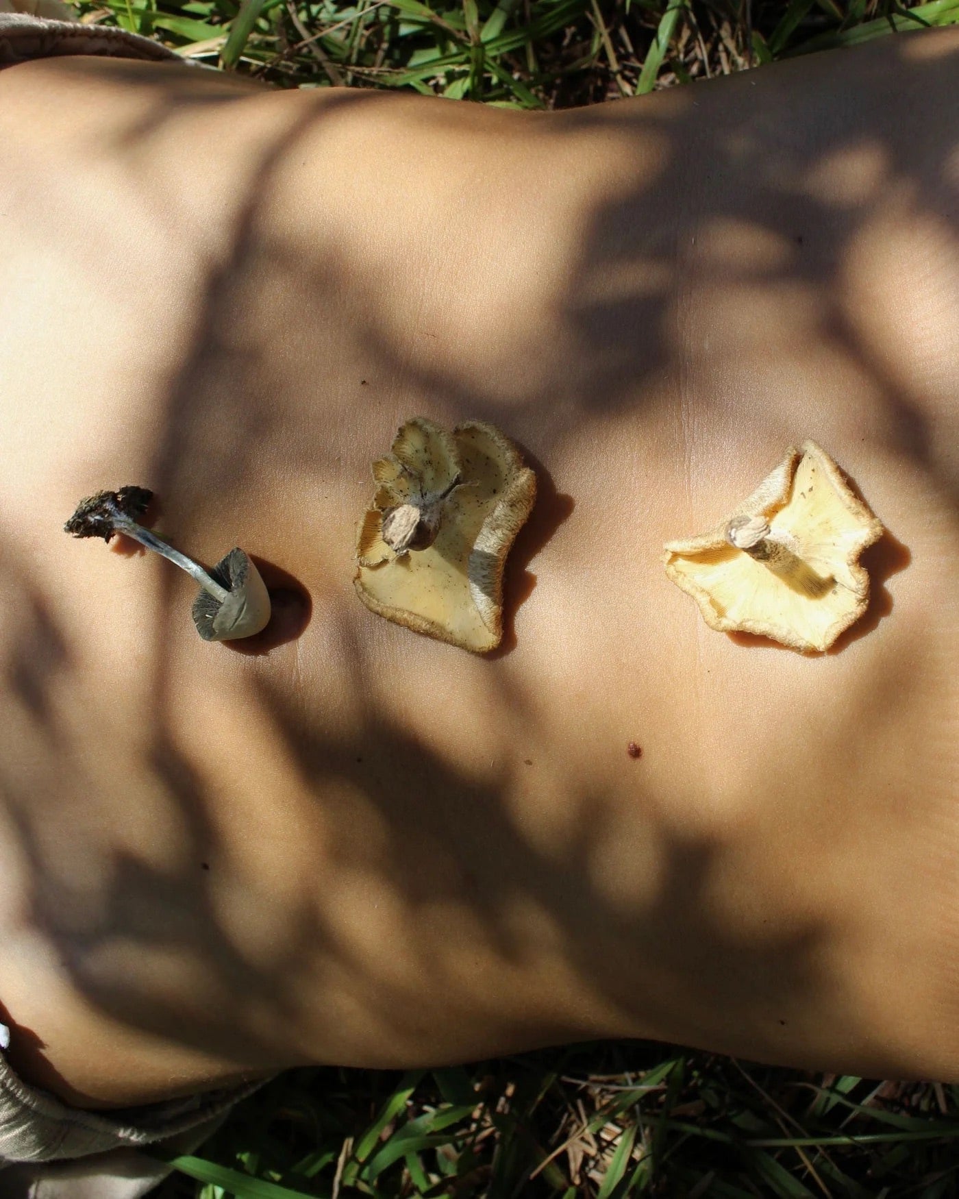 Les champignons parlent notre langage corporel 