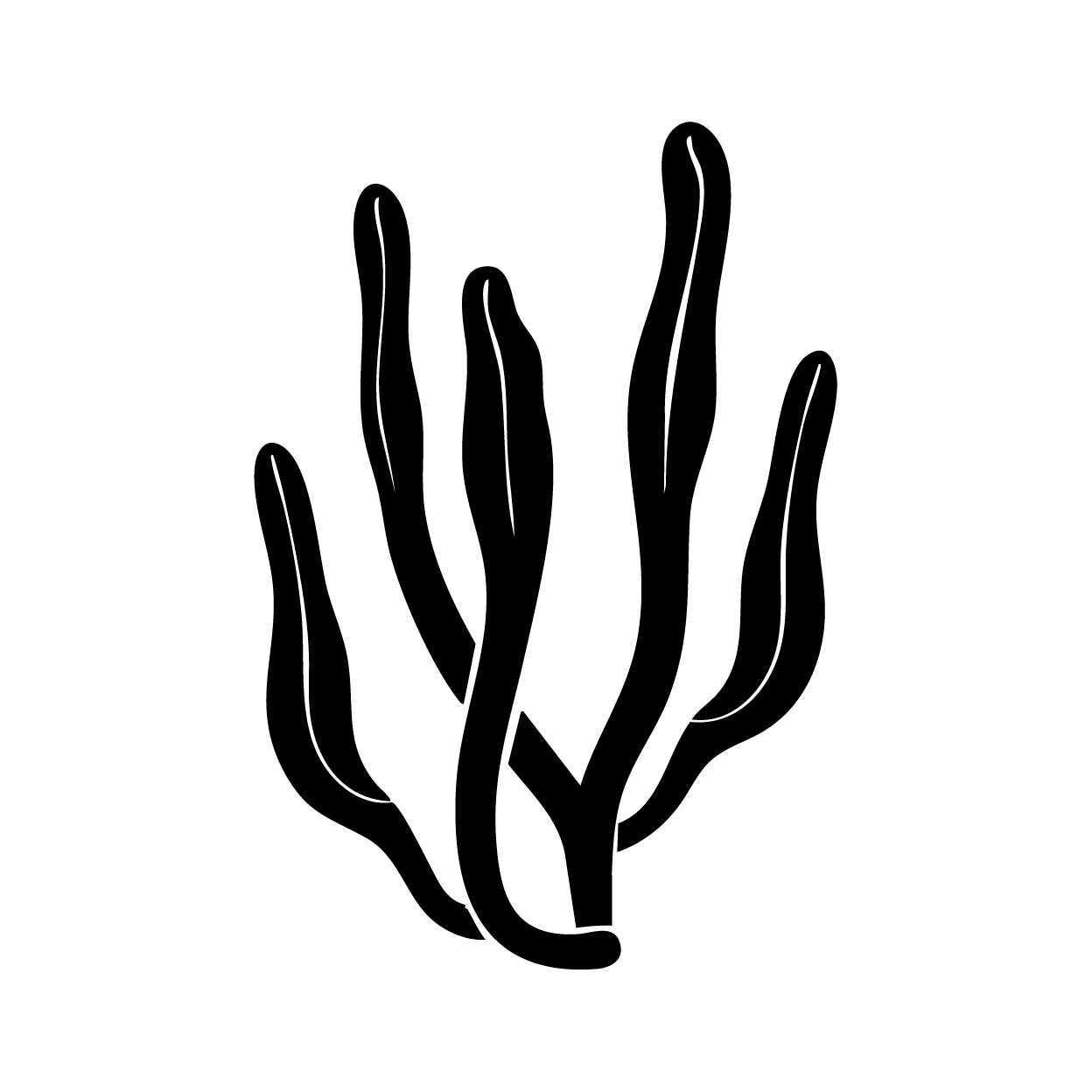 Cordyceps